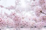 Cherry Blossom With Soft Focus, Sakura Season In Korea,background Stock Photo