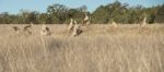 Kangaroos In The Countryside Stock Photo