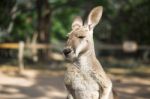 Kangaroo Outside During The Day Stock Photo