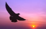 Silhouetted Seagull Flying At Colorful Sunset Stock Photo