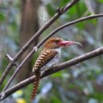 Female Banded Kingfisher Stock Photo