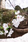 Sakura Cherry Blossom Stock Photo