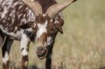 Head Of Brown Goat Stock Photo