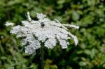 Wild Carrot (daucus Carota) In Sardinia Stock Photo