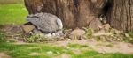 Cape Barren Goose With Her Nest Stock Photo