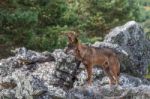 The Iberian Wolf Stock Photo