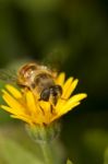 Worker Bee Pollinizing Stock Photo