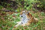 Photograph Of A Resting Siberian Tiger Stock Photo