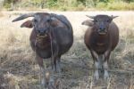 Water Buffallo Stock Photo