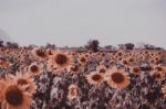 Field Of Sunflowers With Blue Sky. A Sunflower Field At Sunset,w Stock Photo