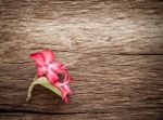 Azalea Flowers On Texture Of Bark Wood Use As Natural Background Stock Photo