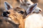 Female Wild Dear Face Stock Photo