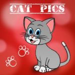 Cat Pics Shows Pet Photo And Pictures Stock Photo