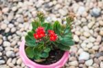 Kalanchoe Flowering Plant In Pot Stock Photo