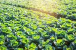 Cabbage With The Sun In Morning Stock Photo