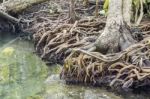 Mangrove Forests In Krabi ,thailand Stock Photo