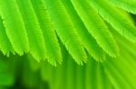 Acacia Leaves Stock Photo