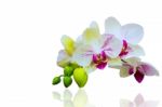 Orchid Isolated On White Background Stock Photo