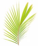 Coconut Leaf Isolated On White Background Stock Photo