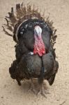 Male Turkey Stock Photo