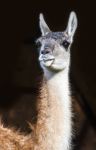 Guanaco (lama Guanicoe). Torres Del Paine National Park, Patagon Stock Photo