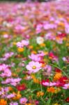 Colorful Cosmos Flower Blooming In The Field Stock Photo