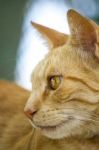 Yellow Domestic Cat Resting On A Wall Stock Photo