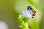 Small Bee Eating Nectar On Flower Of Goat Weed Stock Photo