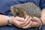 European Hedgehog (erinaceus Europaeus) Stock Photo