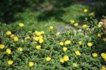 Yellow Pusley Flower Stock Photo