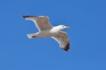 Gliding Gull Stock Photo