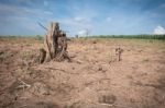 Tree Stump In Deforested Mountain Hill Stock Photo