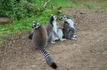 Lemurs In A Row Stock Photo