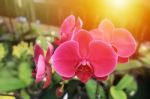 Red-pink Phalaenopsis Orchid Flowers Stock Photo