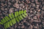 Green Leaf Lying On Gravel Stock Photo