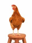 Full Body Of Brown Chicken Hen Standing Isolated White Background Use For Farm Animals And Livestock Theme Stock Photo