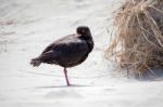 Variable Oystercatcher (haematopus Unicolor) Stock Photo