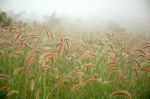 Grassland Stock Photo