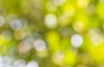 Natural Green Blurred Background Stock Photo