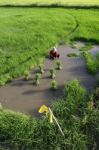 Farmer In A Rice Field Stock Photo