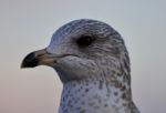 Beautiful Isolated Photo Of A Cute Gull Stock Photo