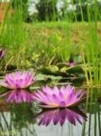 Lotus Flower And Lotus Flower Plants Stock Photo