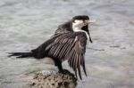 Pied Cormorant (phalacrocorax Varius) Stock Photo