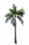 Palm Tree Isolated On White Background Stock Photo