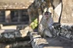 Long-tailed Macaque Monkey Sitting On Ancient Ruins Of Angkor Wa Stock Photo