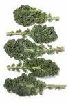 Curly Leaf Kale Stock Photo