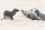 Sea Lion In Galapagos Islands Stock Photo