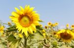 Sunflower Stock Photo