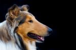 Portrait Of Golden Collie Dog On Black Background Stock Photo