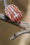 Graphosoma Lineatum Bug Stock Photo